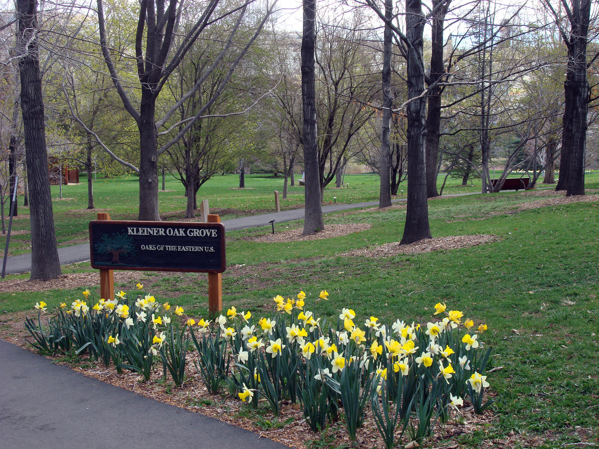 Kliener Oak Grove